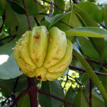 La Garcinia Cambogia è un piccolo frutto giallo o verde